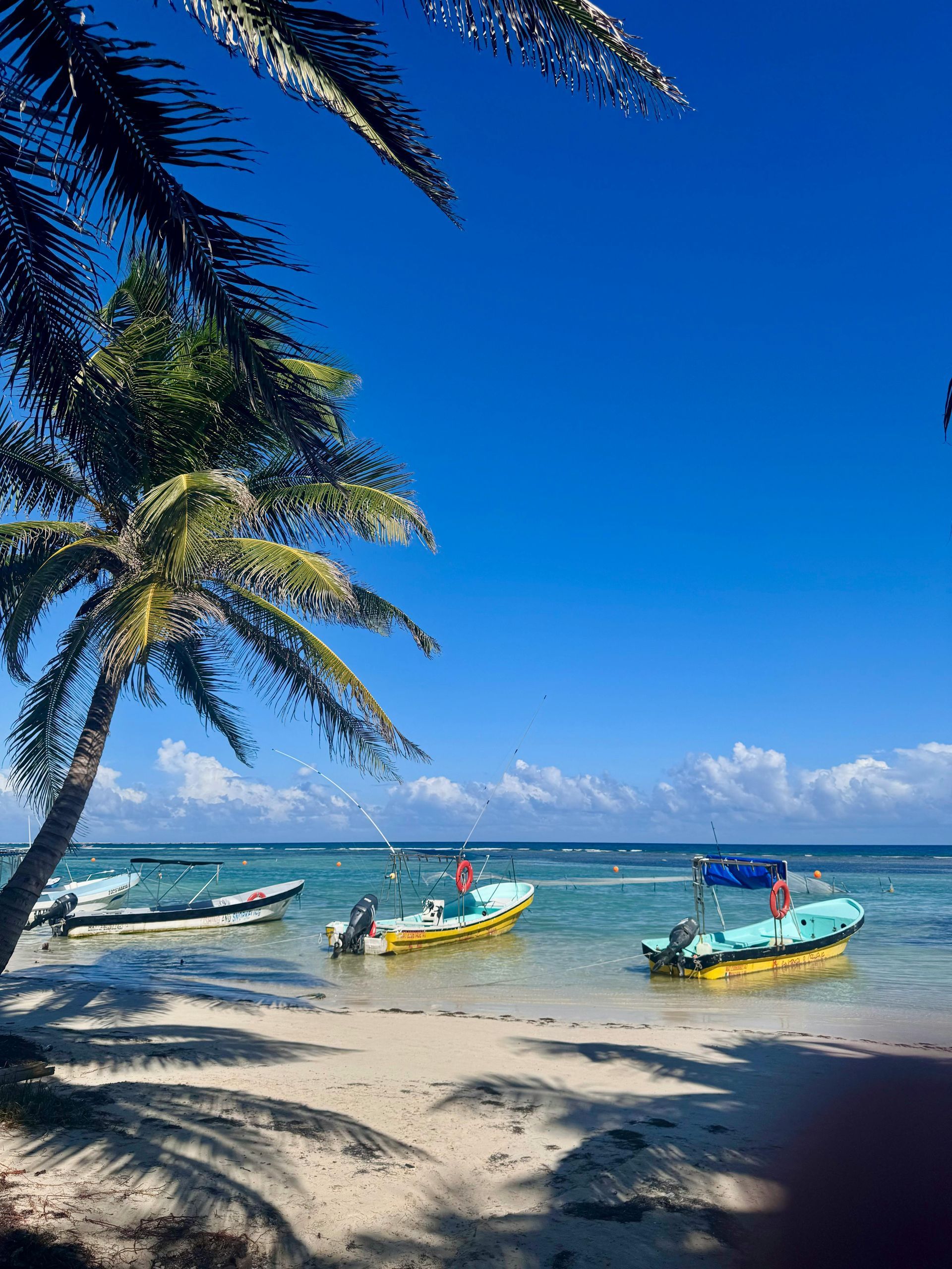 A beach with palm trees and boats in the water