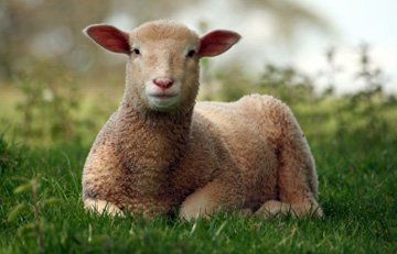 Meat wholesalers - Hertfordshire - Stansted Meats - Lamb Meat wholesalers - Hertfordshire - Stansted Meats - Lamb