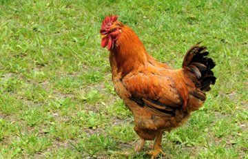 Red meat produce - Essex - Stansted Meats - Hen