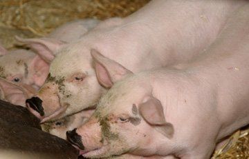 Free range produce - Cambridgeshire - Stansted Meats - Pork