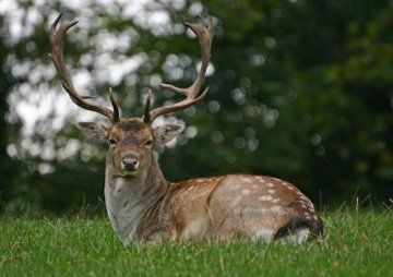 Meat suppliers - North London - Stansted Meats - Game Meat suppliers - North London - Stansted Meats - Game