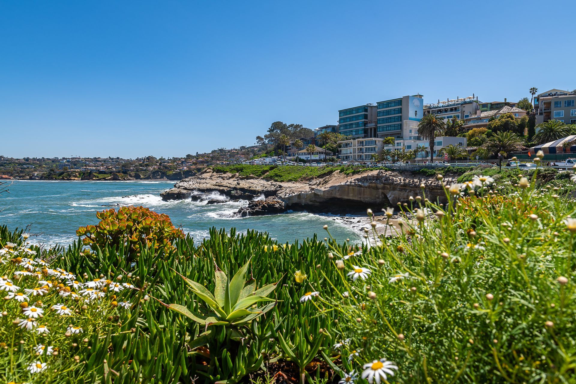 A view of the ocean from a cliff with flowers in the foreground.