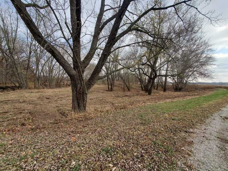 A tree is in the middle of a field next to a road.