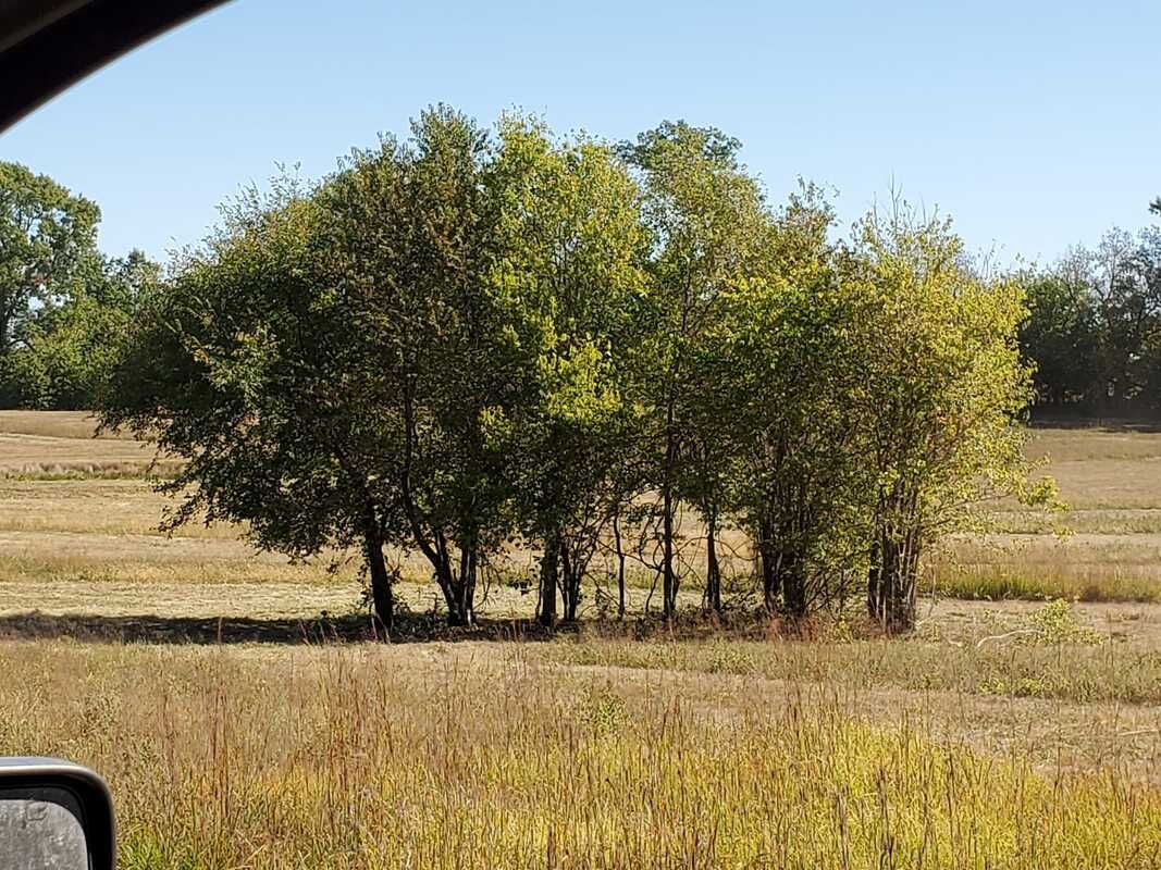 A group of trees are standing in a field.