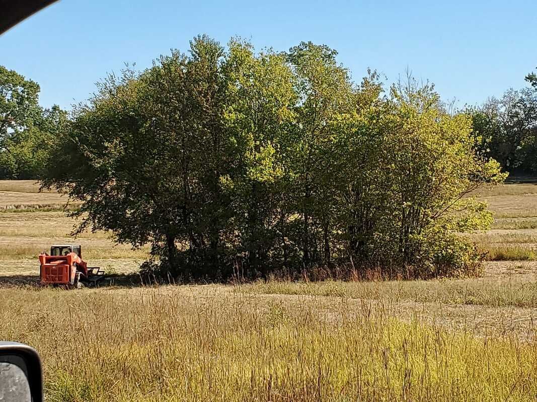 A large tree in the middle of a field with a tractor in the background.