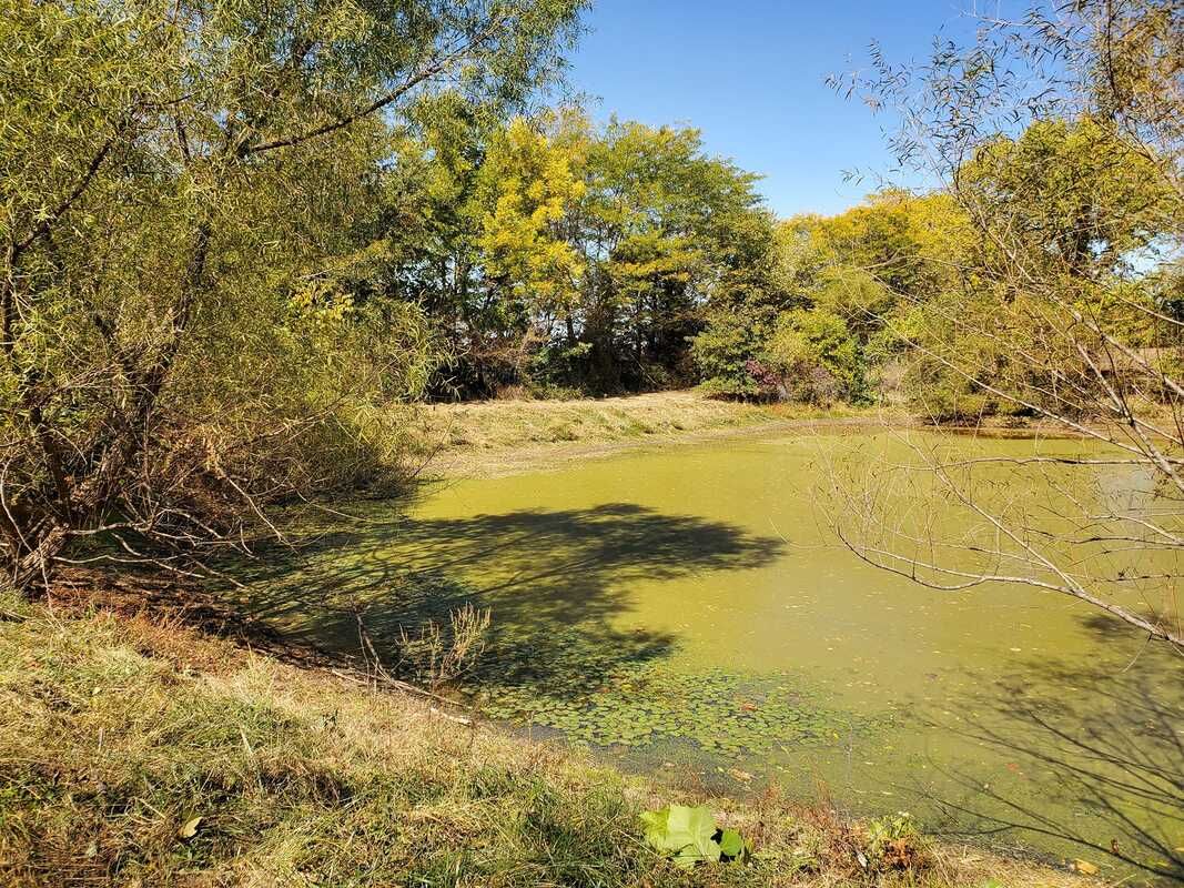 A small pond surrounded by trees and grass on a sunny day.