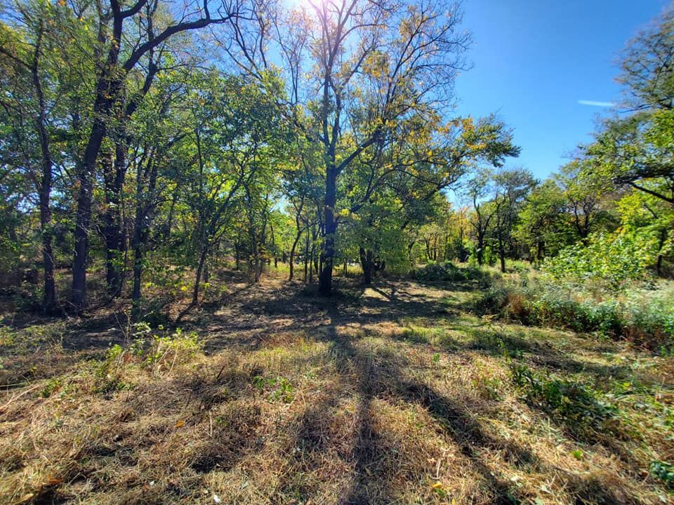 The sun is shining through the trees in the woods.