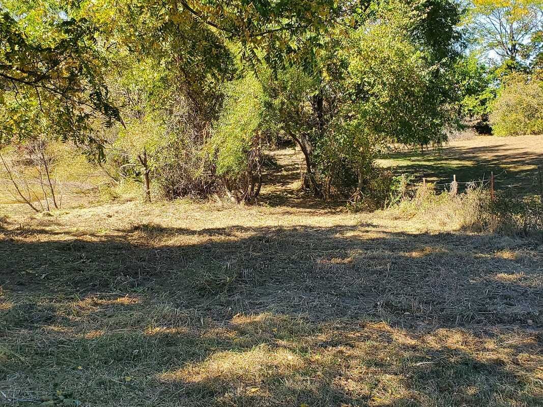 A field of dry grass with trees in the background.