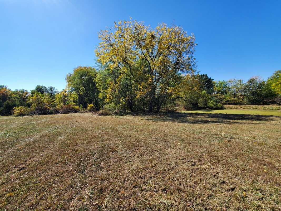 There is a tree in the middle of a field.