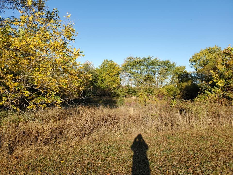 A person 's shadow is cast on the ground in a field with trees in the background.
