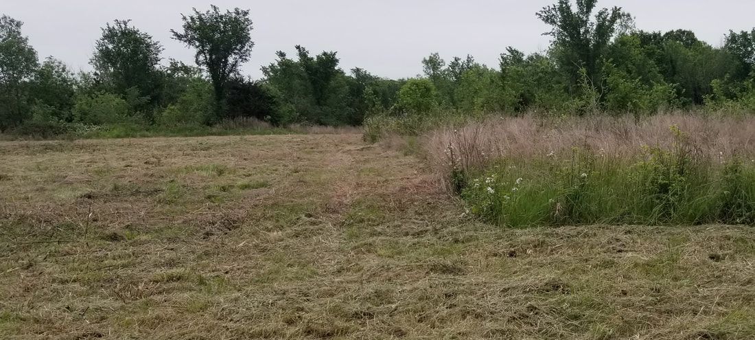 A field of tall grass with trees in the background.