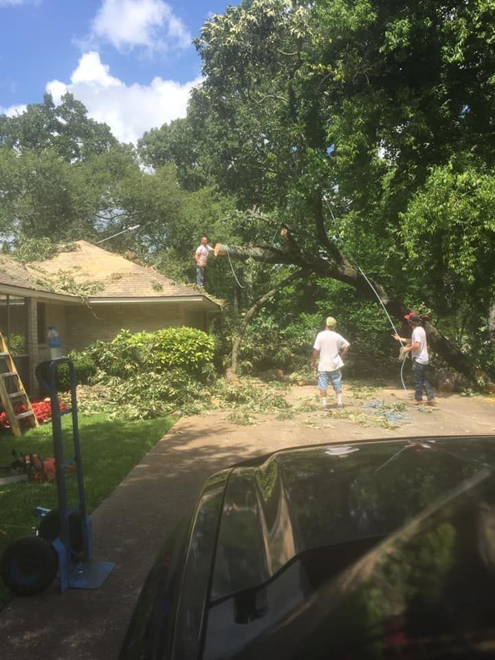 Tree Removal in Gladewater, TX
