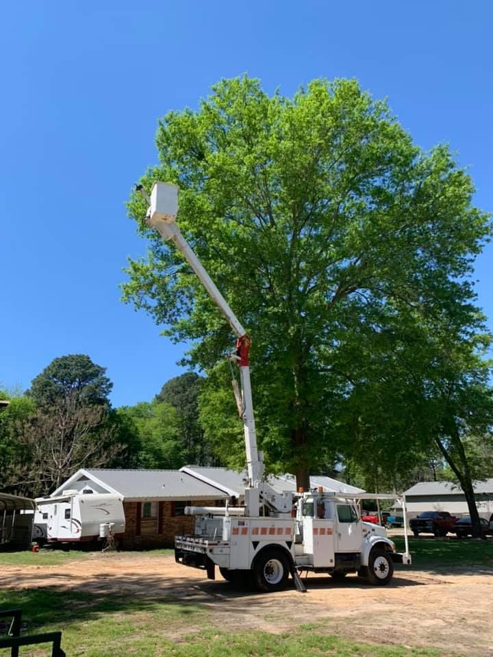 Tree Trimming in Gladewater, TX