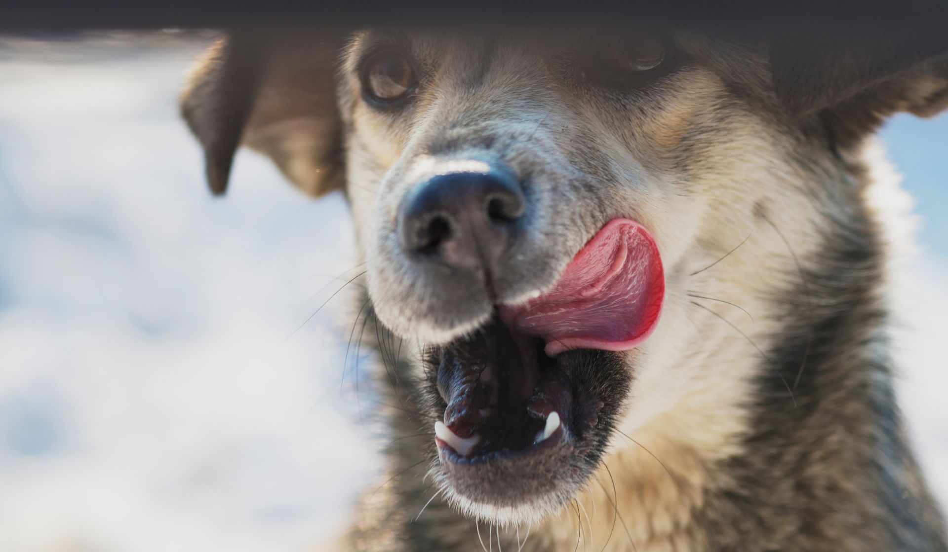 A close up of a dog licking its nose.