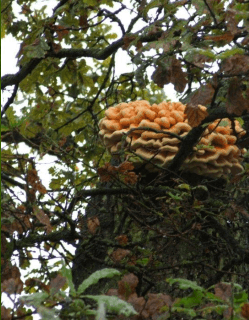 Arboricultural Consultancy