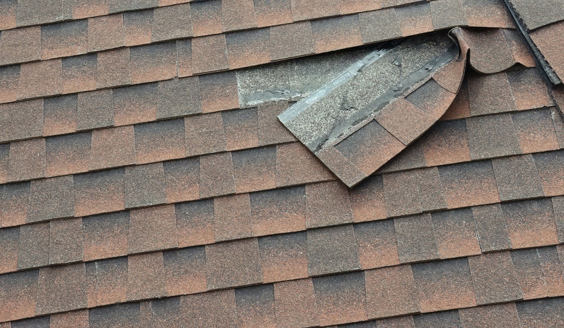 Damaged asphalt roof shingle, brown and tan, partially lifted, revealing underlayment.