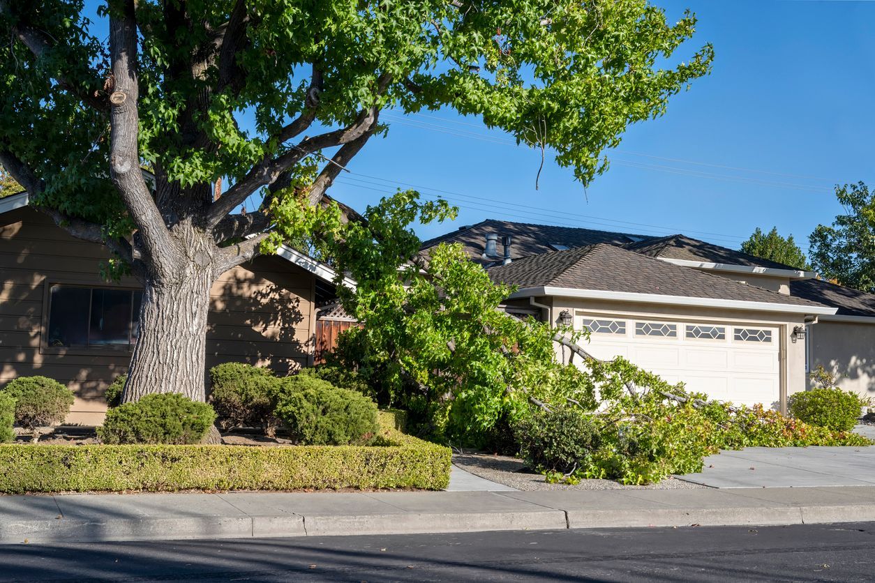 A tree has fallen on the sidewalk in front of a house.