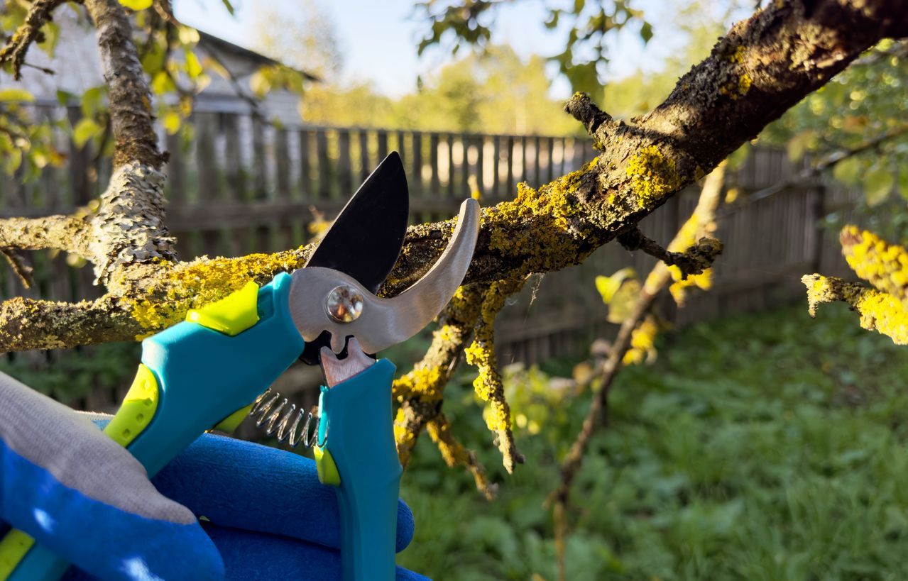 A person is cutting a tree branch with a pair of scissors.