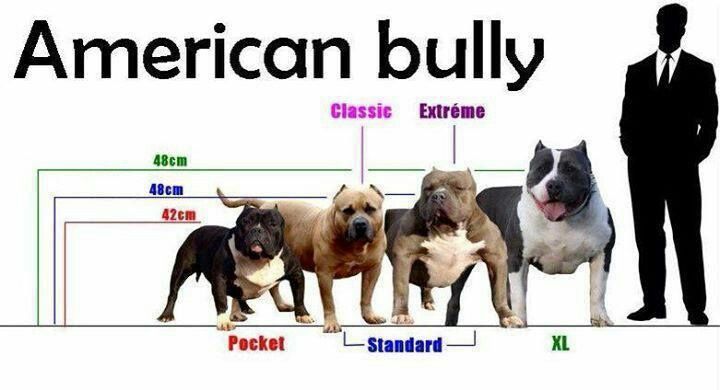 Official definition of an XL Bully dog 