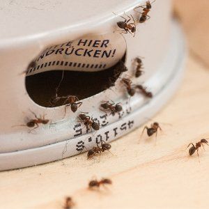 Ant Extermination Job in Baltimore MD