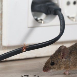 Rat Extermination Job in Baltimore MD