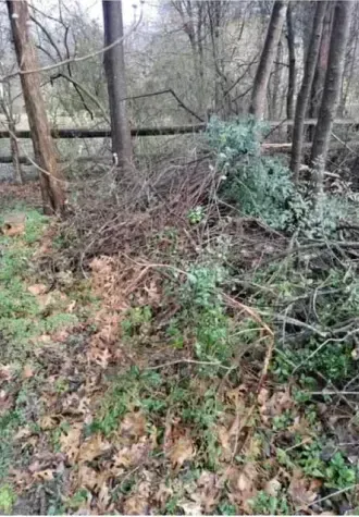 A pile of branches and leaves in the middle of a forest.