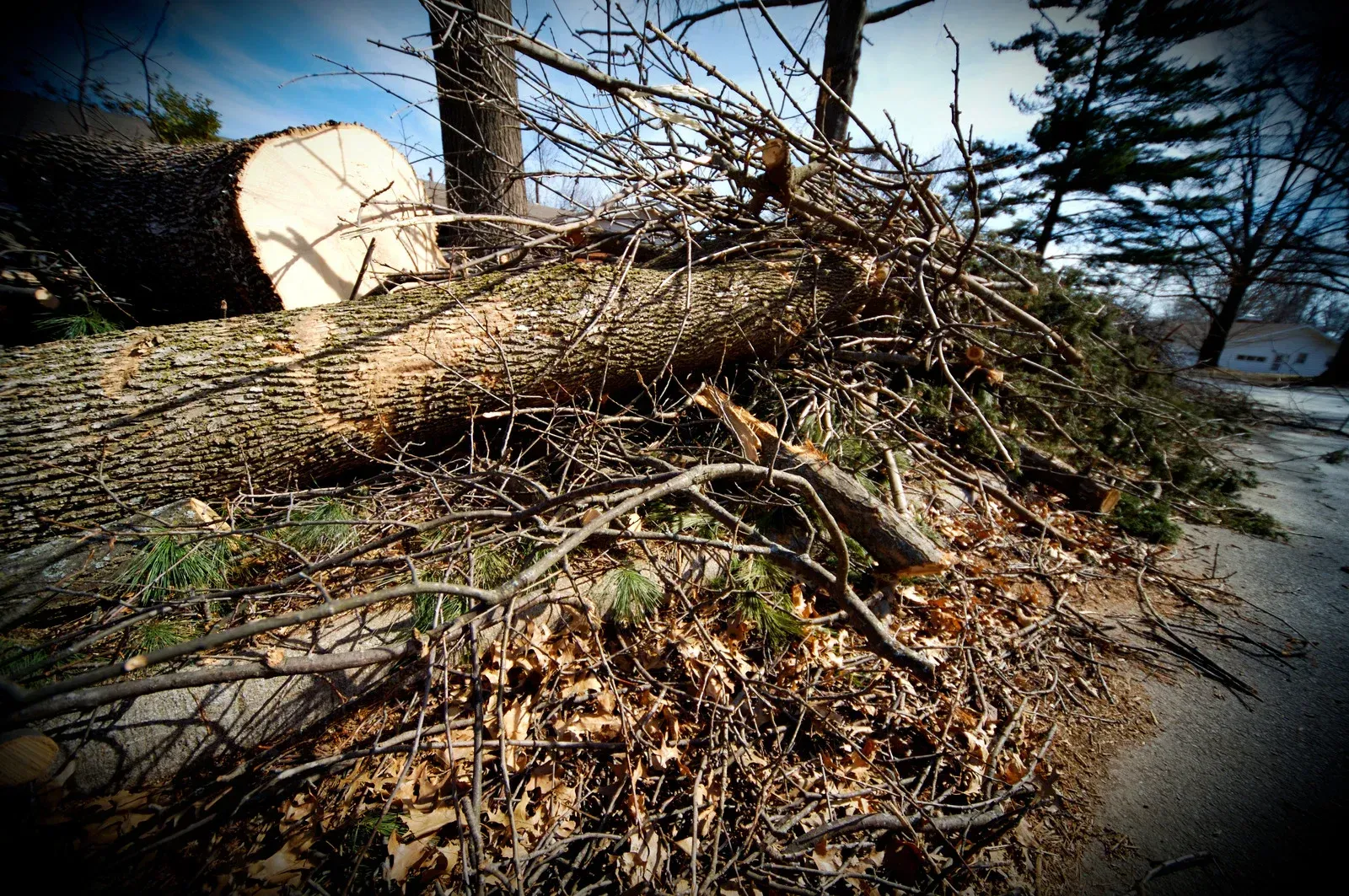 A pile of logs and branches on the side of a road