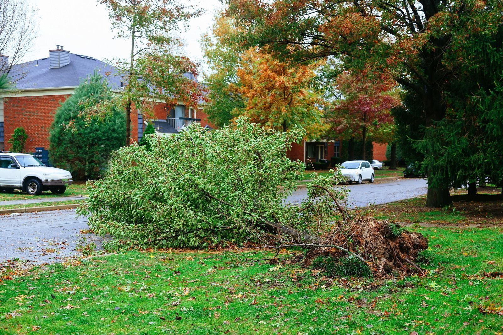 A tree that has fallen on the side of the road.