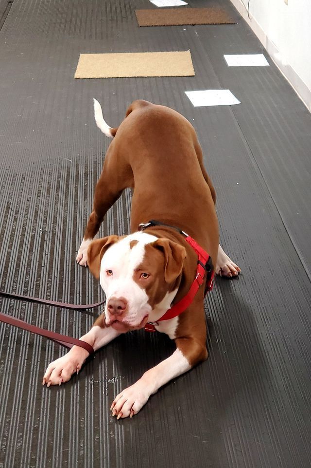 Behavior Modification Portfolio 03 in Harrisburg, NC