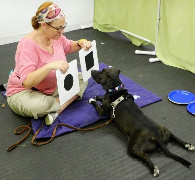 Behavior Modification Portfolio 04 in Harrisburg, NC