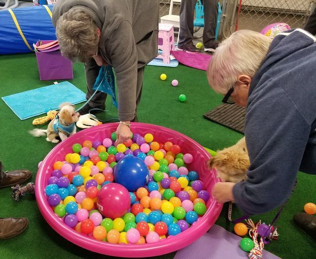 Dog Training Portfolio 02 in Harrisburg, NC