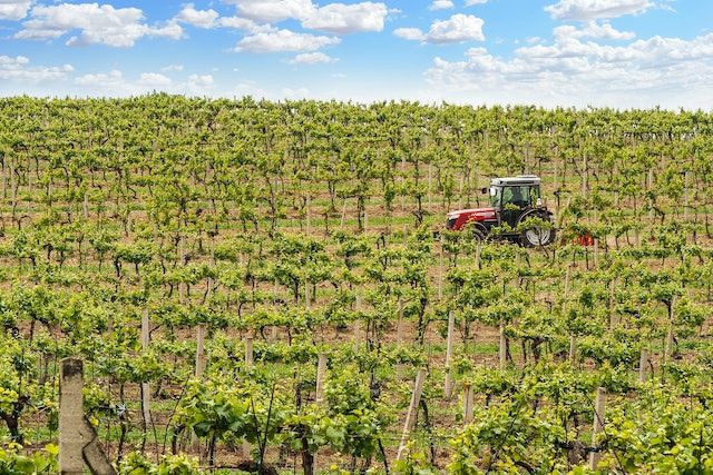 napa-valley-california-green-vineyard-with-red-tractor-and-blue-sky