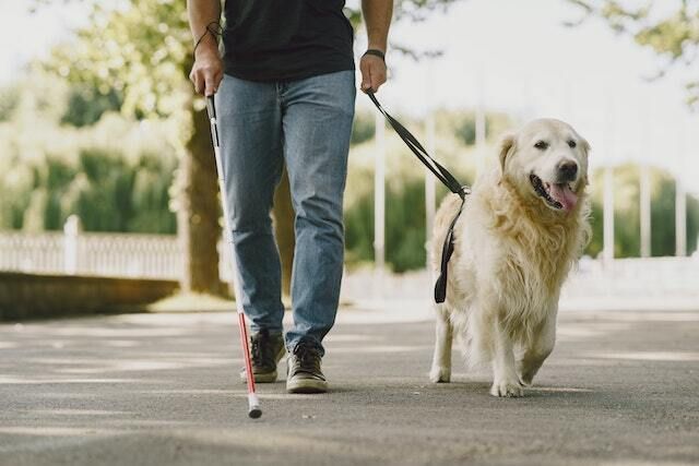 owner walking with their golden retriever on a leash