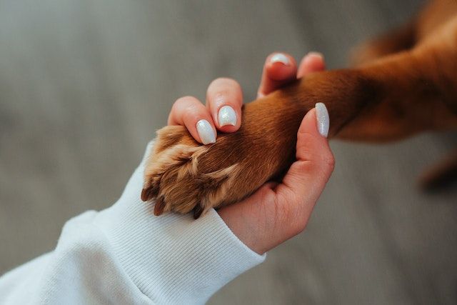 a hand holding a dog's paw