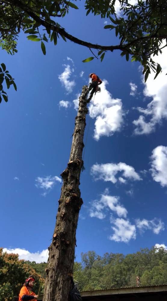 Tree lopper  — Tree Services in Byron Bay