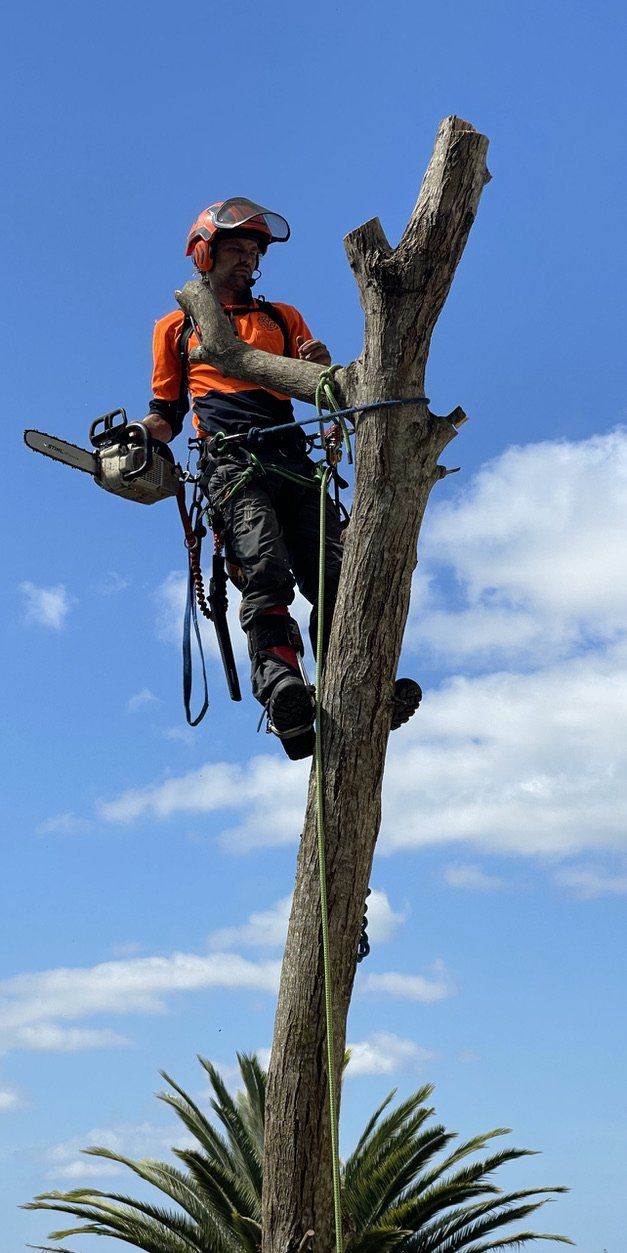 Tree Pruning  — Tree Services in Byron Bay