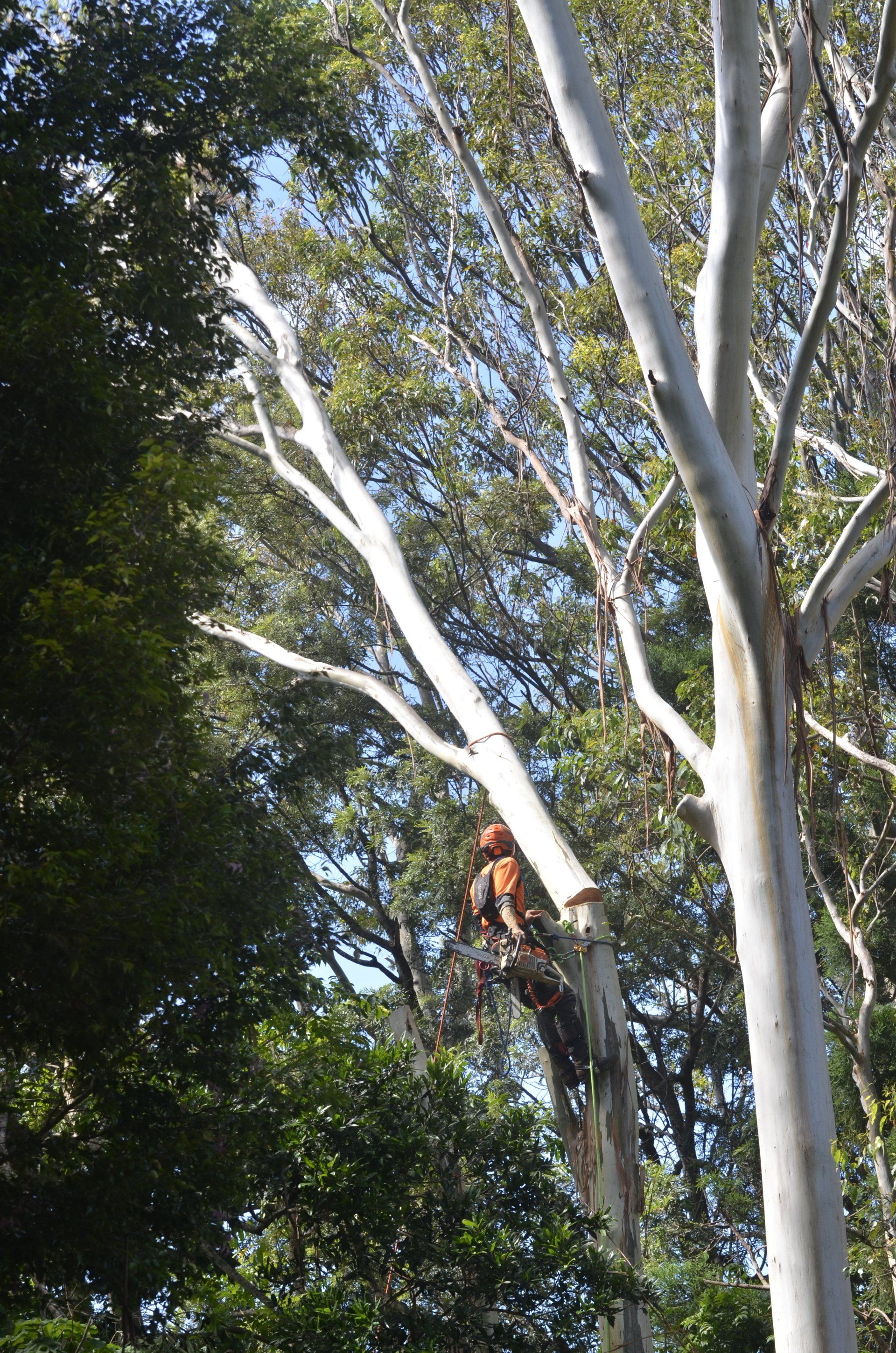 Tree Removal Tyagarah — Tree Services in Byron Bay