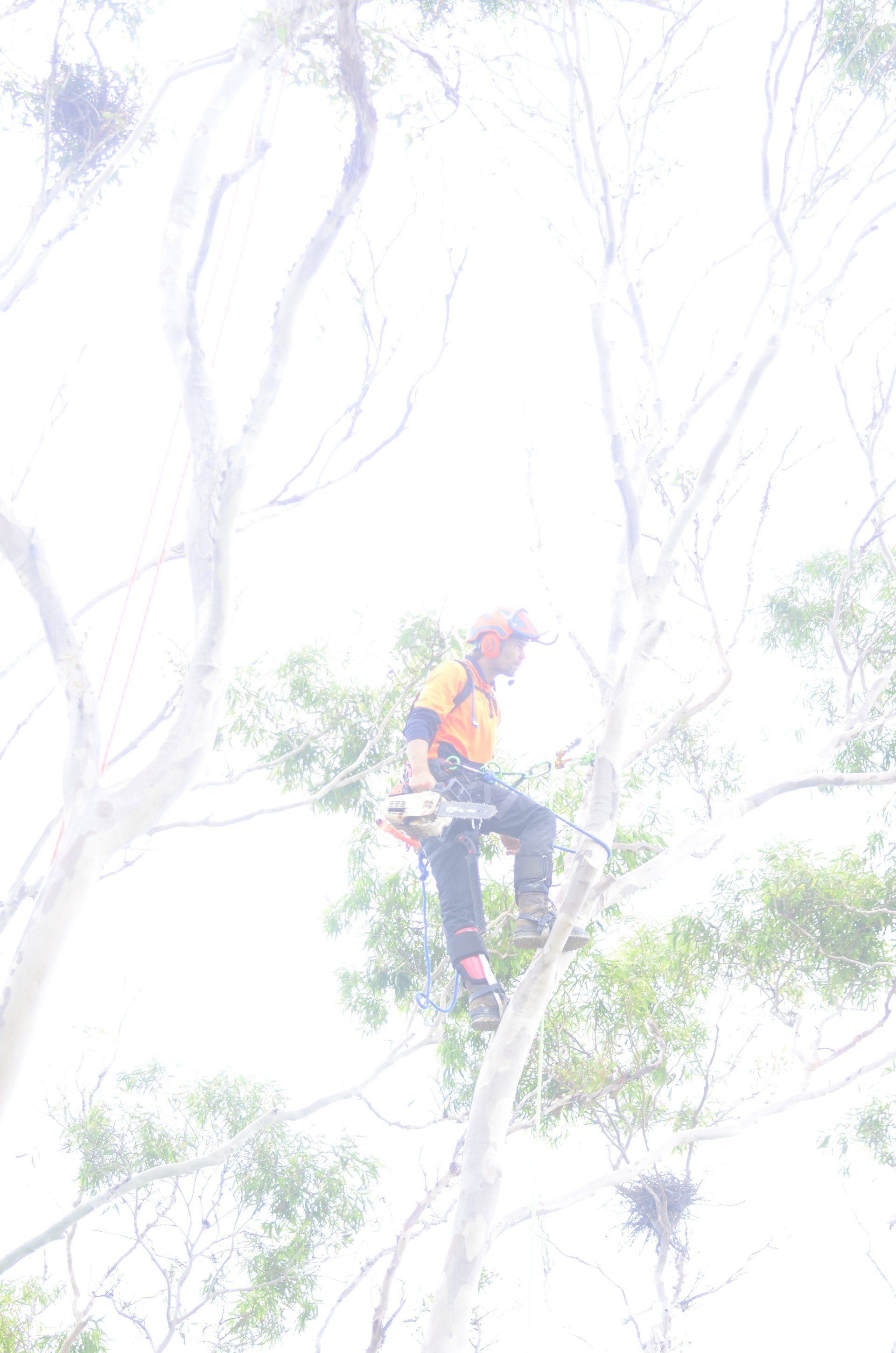 Tree Removal in Tyagarah 3 — Tree Services in Byron Bay