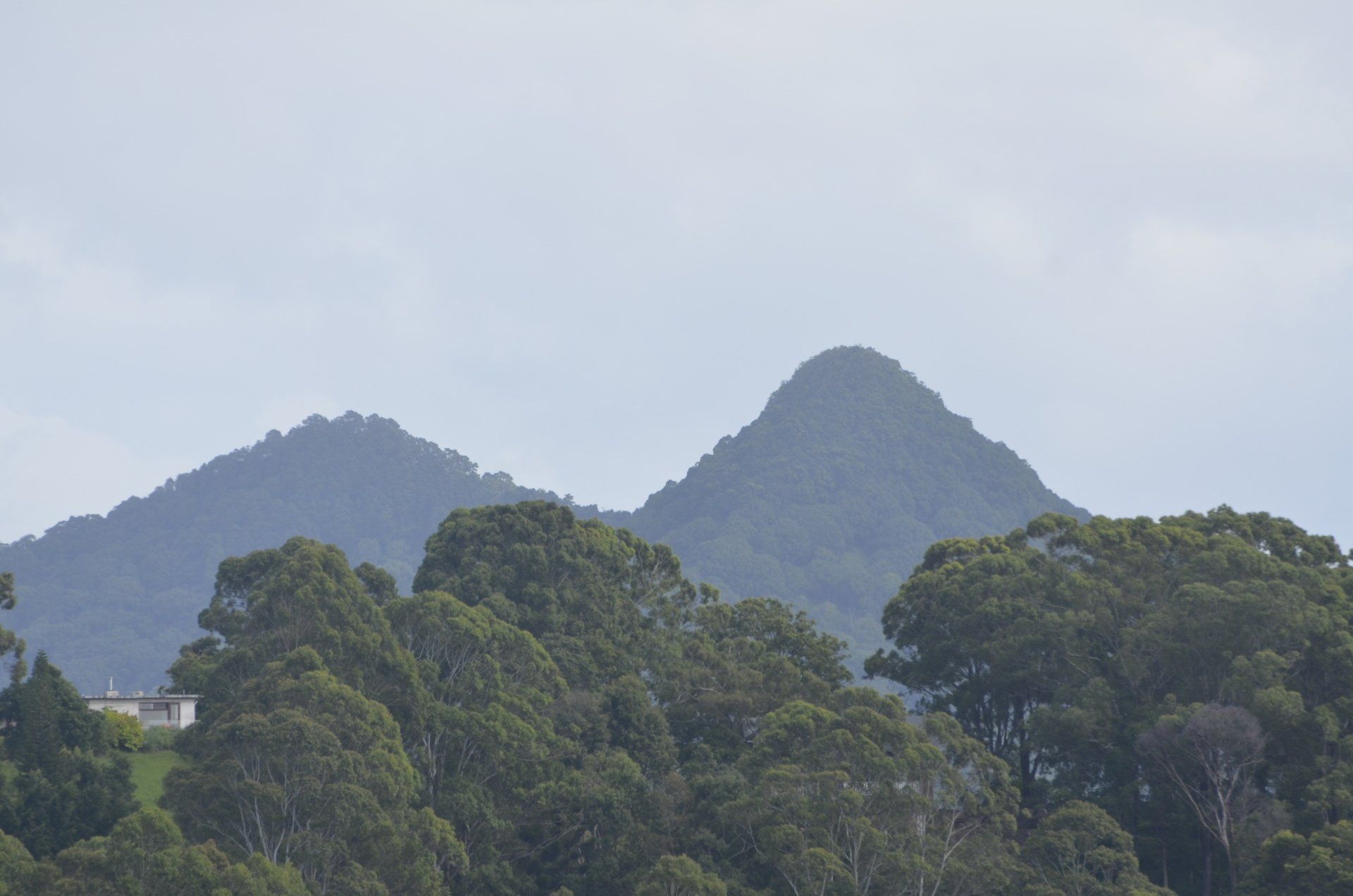 Stump Grinder  — Tree Services in Byron Bay