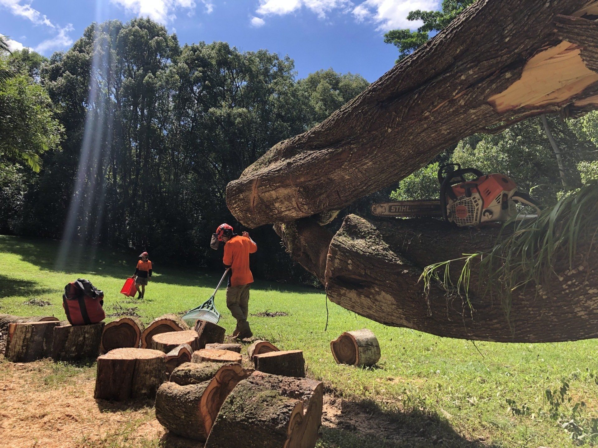 Cleaning Up After Tree Removal  — Tree Services in Byron Bay