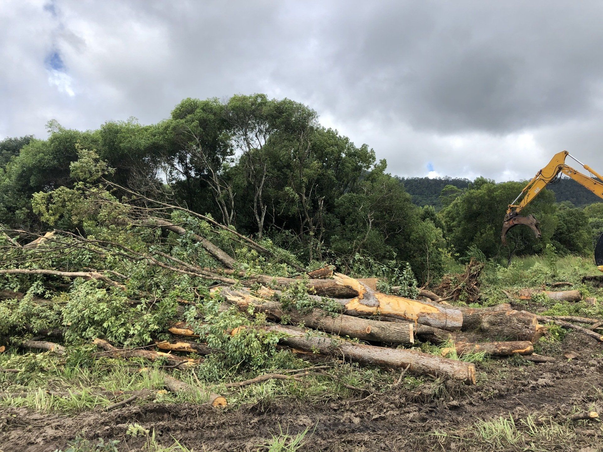 Commercial Tree Removal  — Tree Services in Byron Bay
