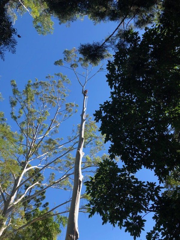 Tree Removal  — Tree Services in Byron Bay