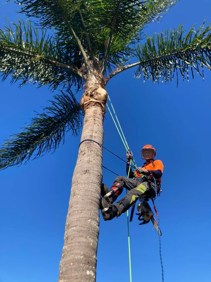 Tree Arborist Tyagarah — Tree Services in Byron Bay