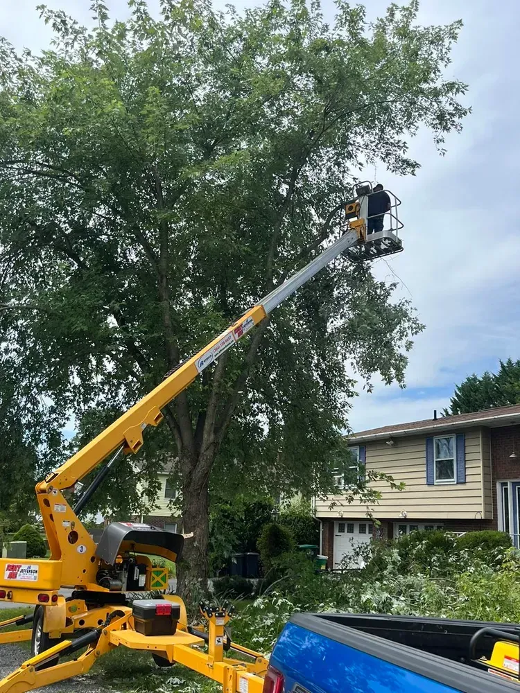 A man is cutting a tree with a crane in front of a house.