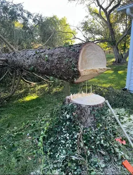 A tree stump with a hole in it is being cut down.