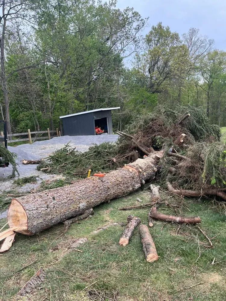 A large log is laying on the ground in front of a shed.
