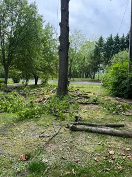 A lot of logs are laying on the ground in a yard next to a tree.