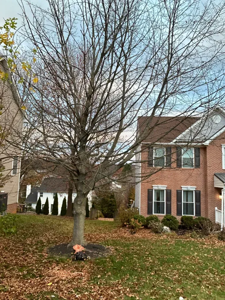 A tree with no leaves is in front of a brick house.