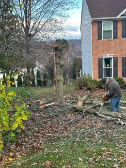 A man is cutting a tree in front of a house with a chainsaw.