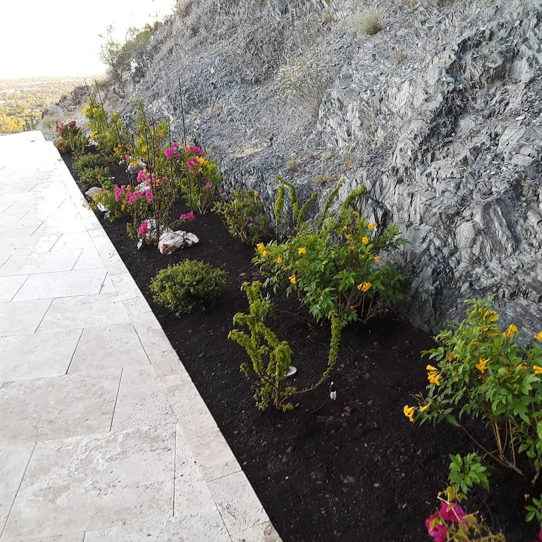 A row of flowers growing on the side of a hill